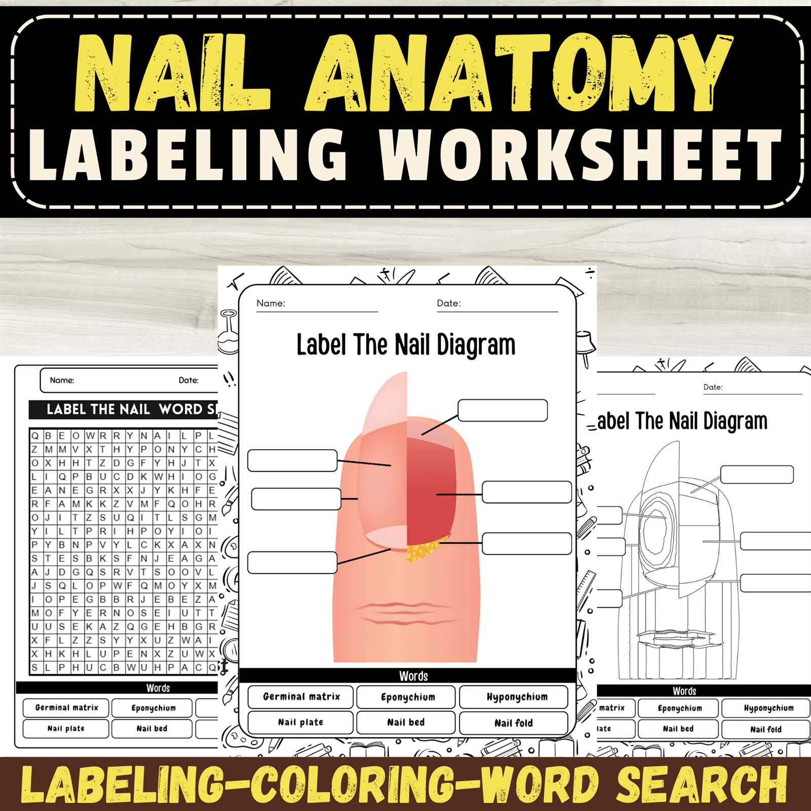 parts of the nail diagram