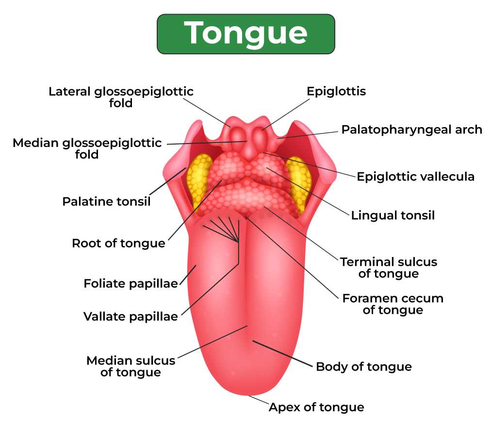 tongue taste parts diagram