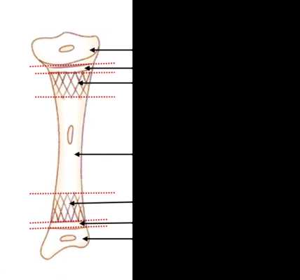 parts of long bone diagram