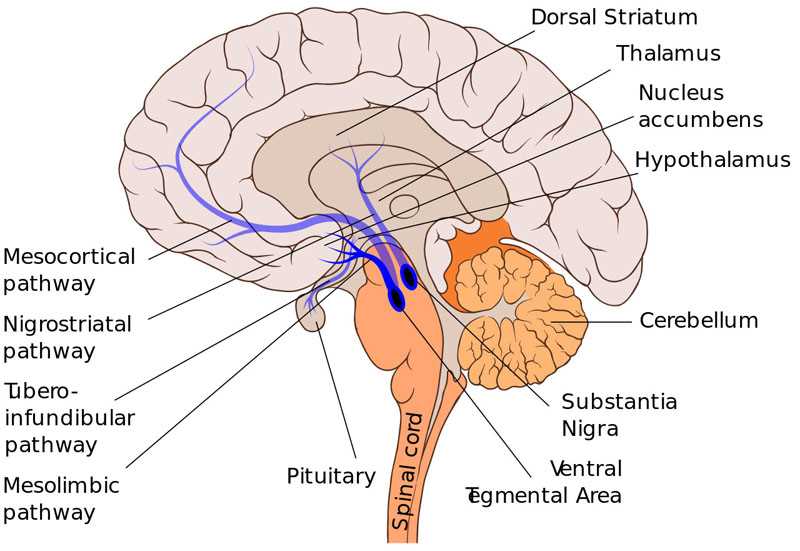 parts of brain and functions diagram mcat