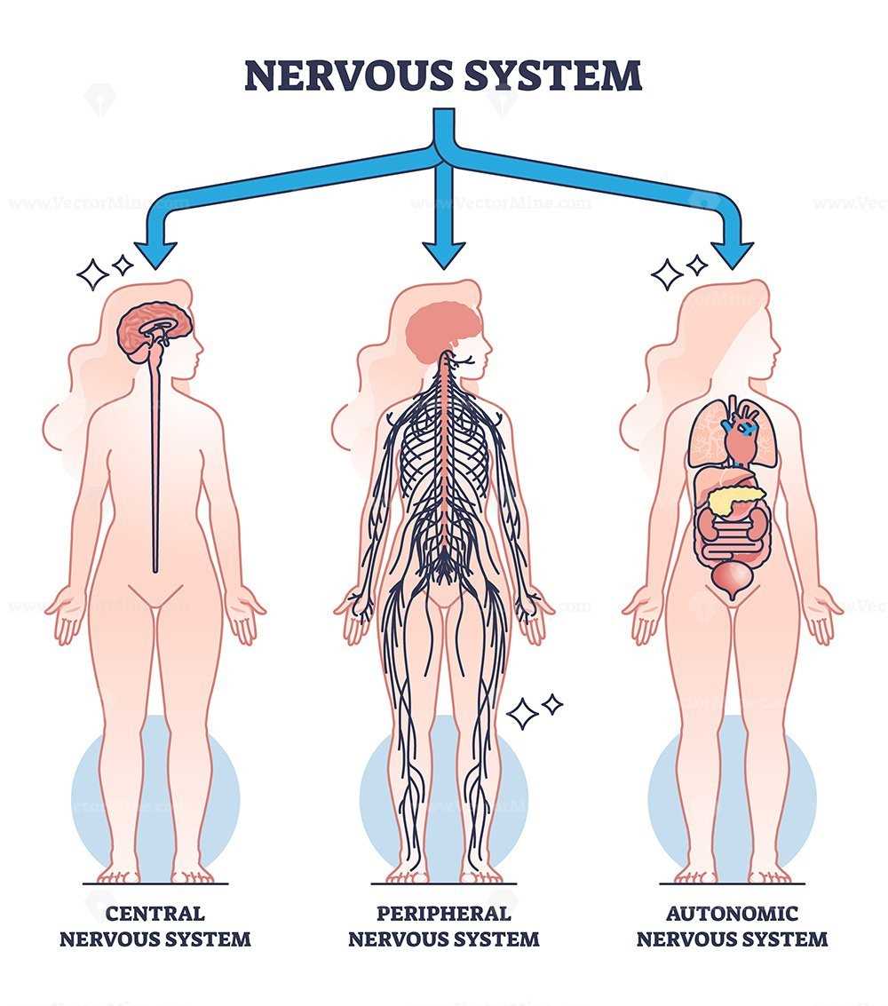 parts of the nervous system diagram