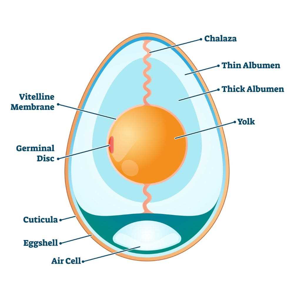 parts of an egg diagram