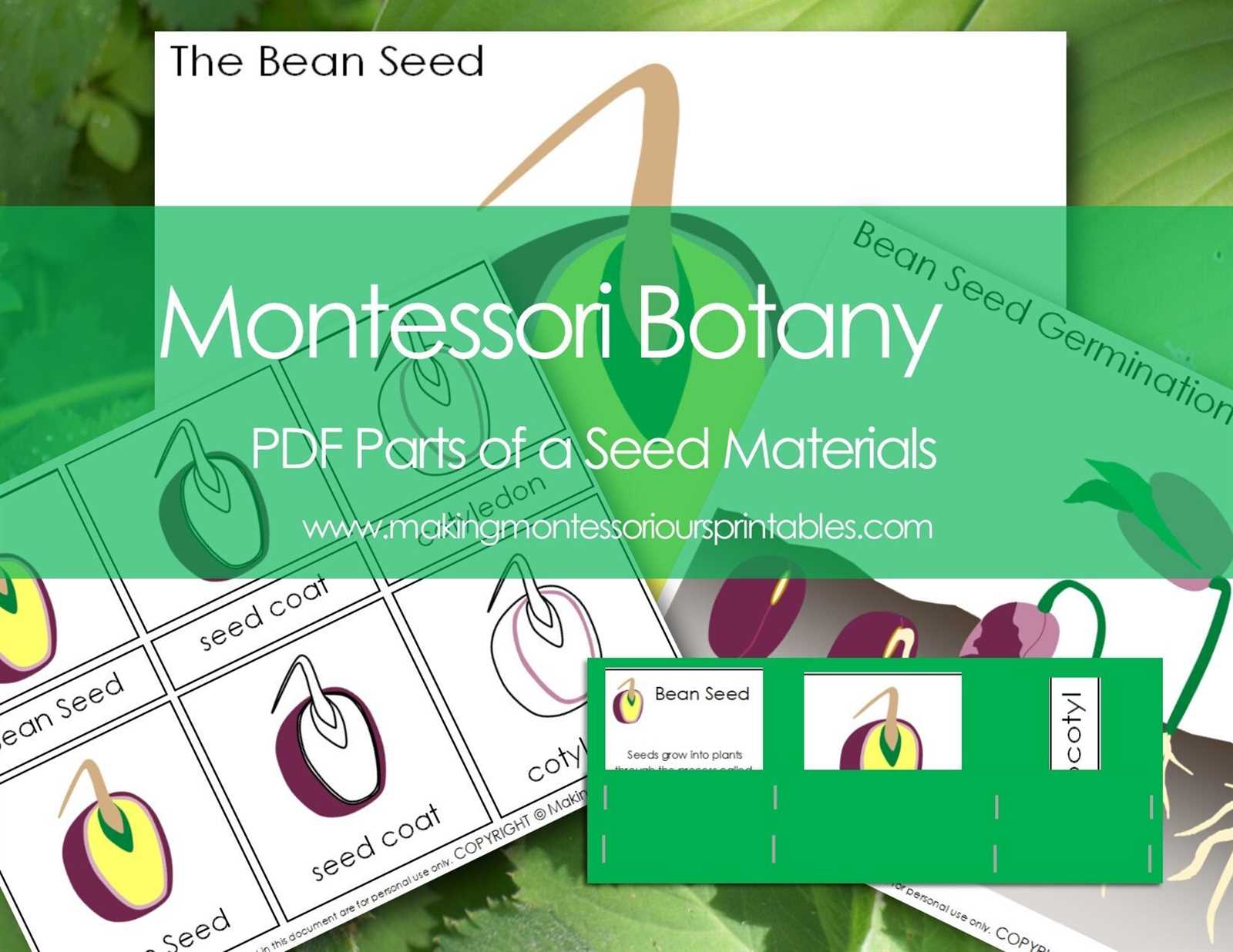 seed parts diagram