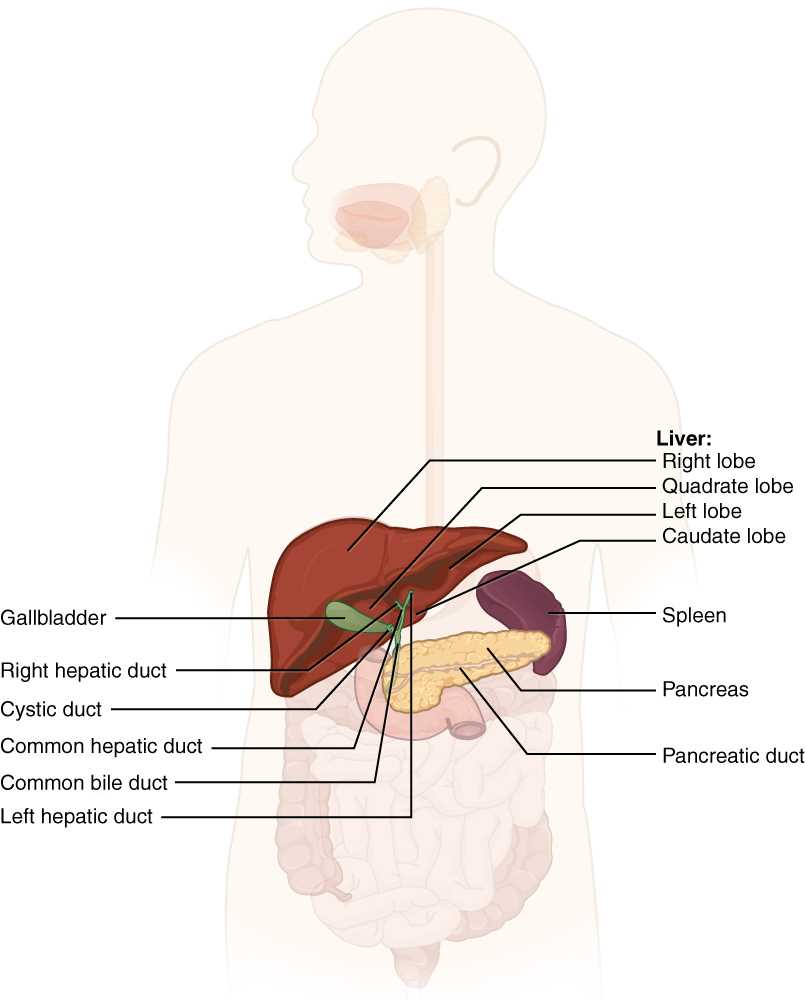 parts of your stomach diagram