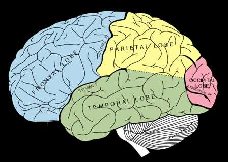 parts of the brain and functions diagram