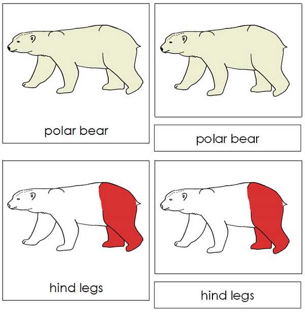 polar bear body parts diagram