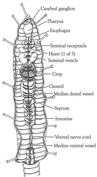 parts of an earthworm diagram