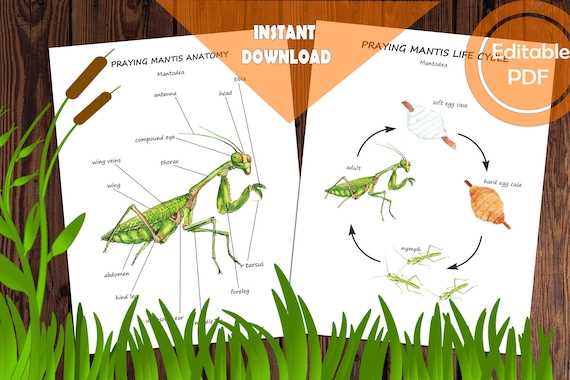 praying mantis body parts diagram