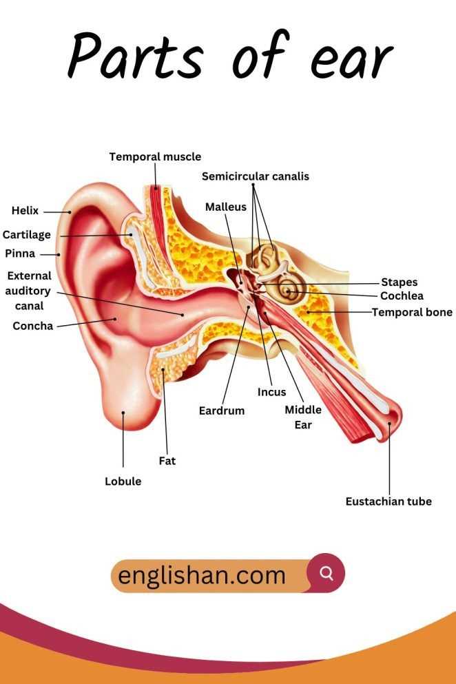 parts of ear diagram