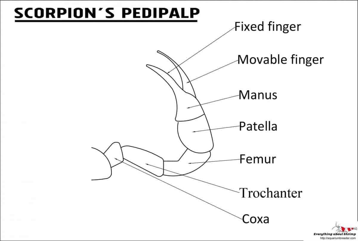 scorpion body parts diagram