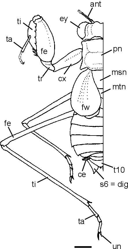 praying mantis body parts diagram