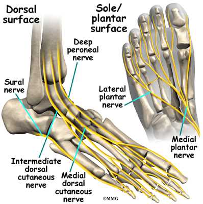 parts of your foot diagram