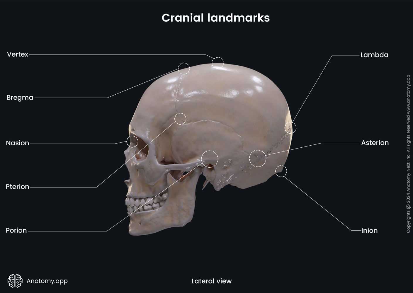 parts of skull diagram