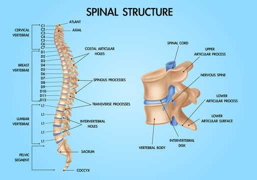 spine parts diagram