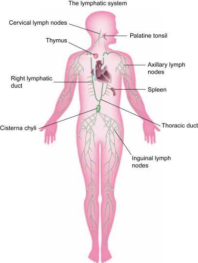 parts of the lymphatic system diagram