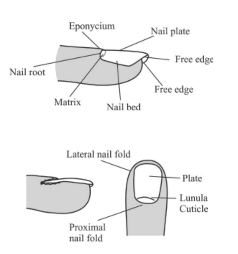 parts of the nail diagram