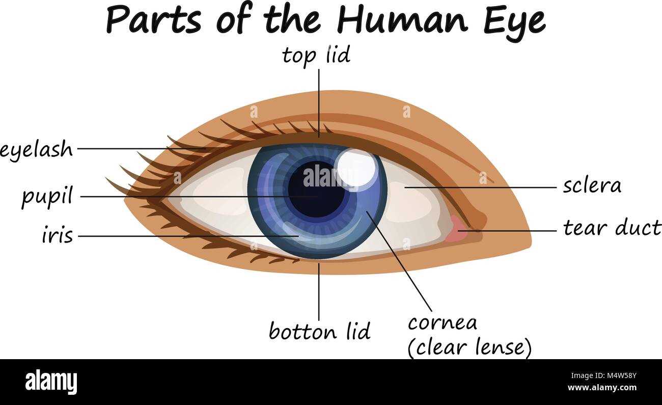 parts of the eye blank diagram