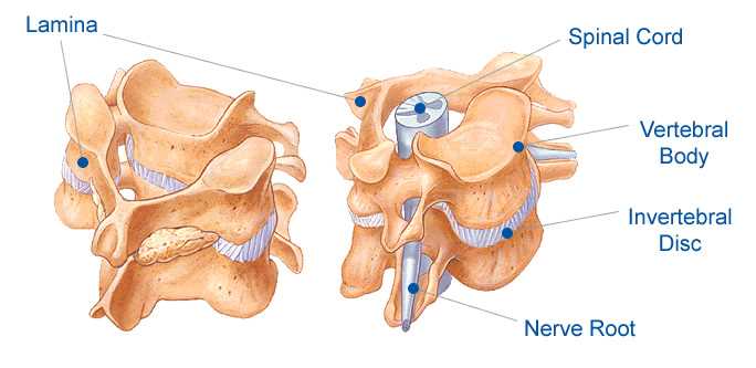 parts of the spine diagram