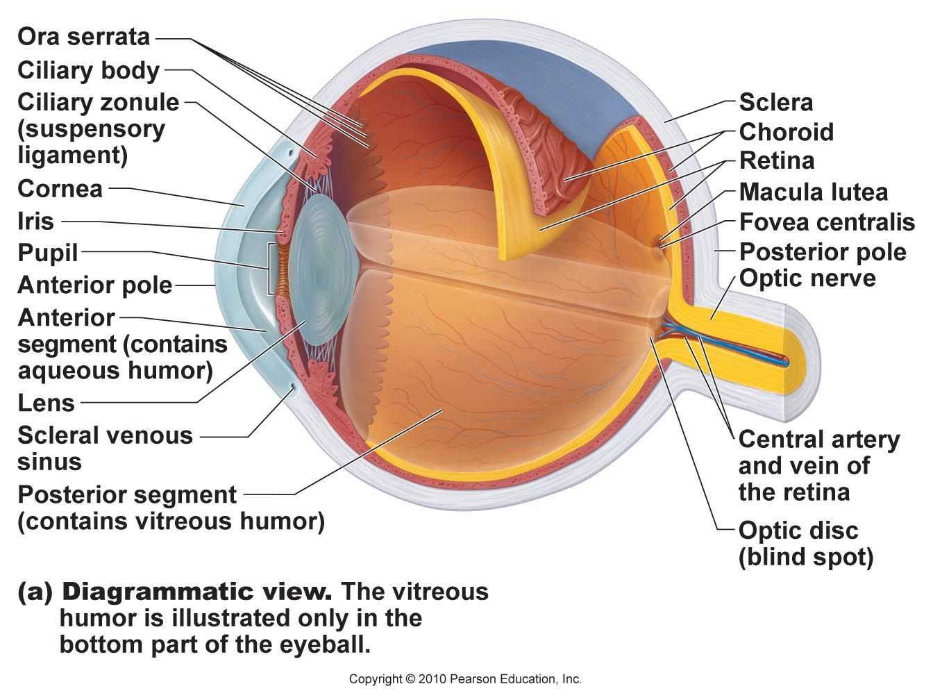 parts of eye diagram