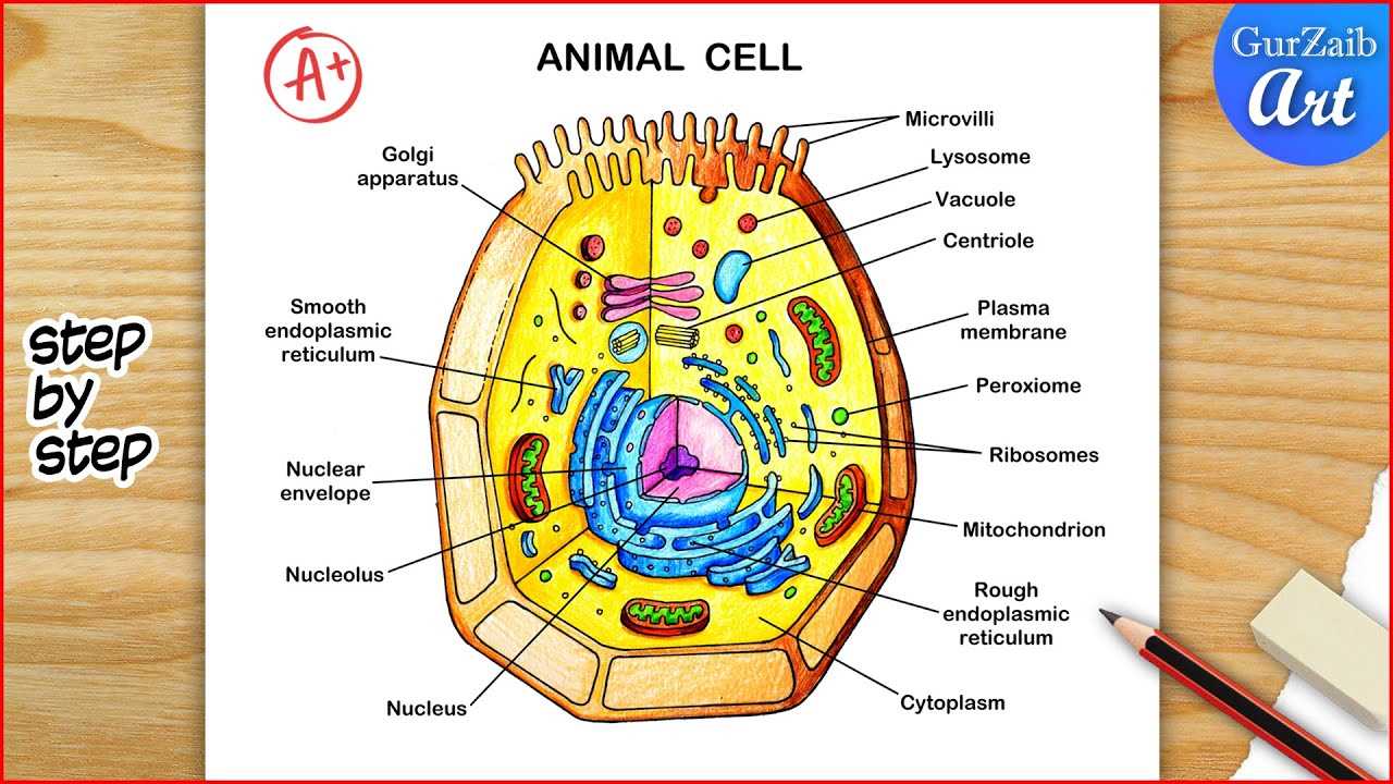 parts of an animal cell diagram