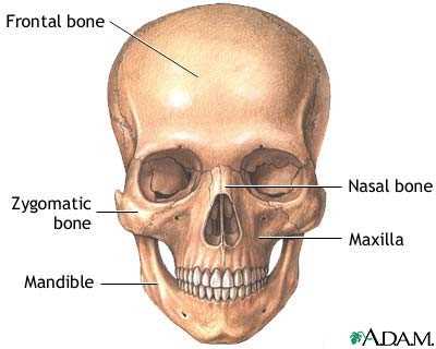 parts of skull diagram