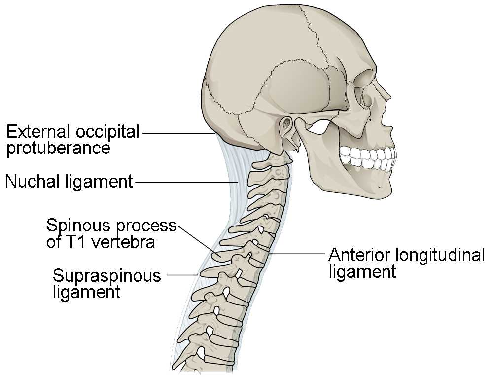 parts of the spine diagram