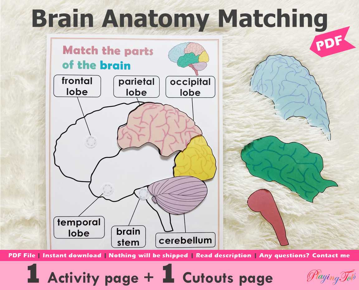 parts of human brain diagram