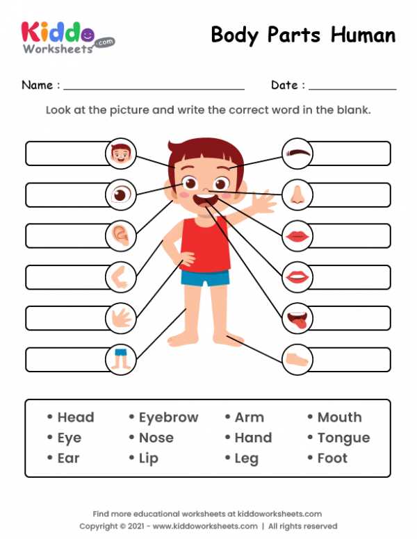 parts of the body diagram to label