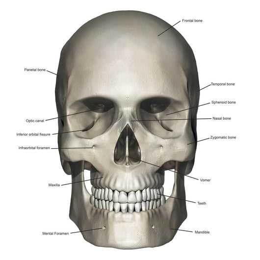 parts of skull diagram