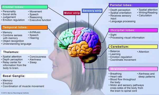 parts of the brain diagram