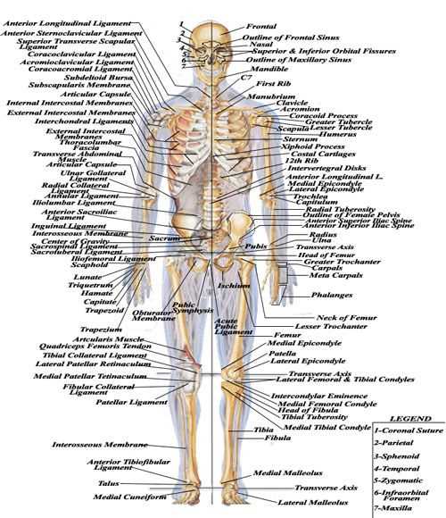 skeletal system parts diagram