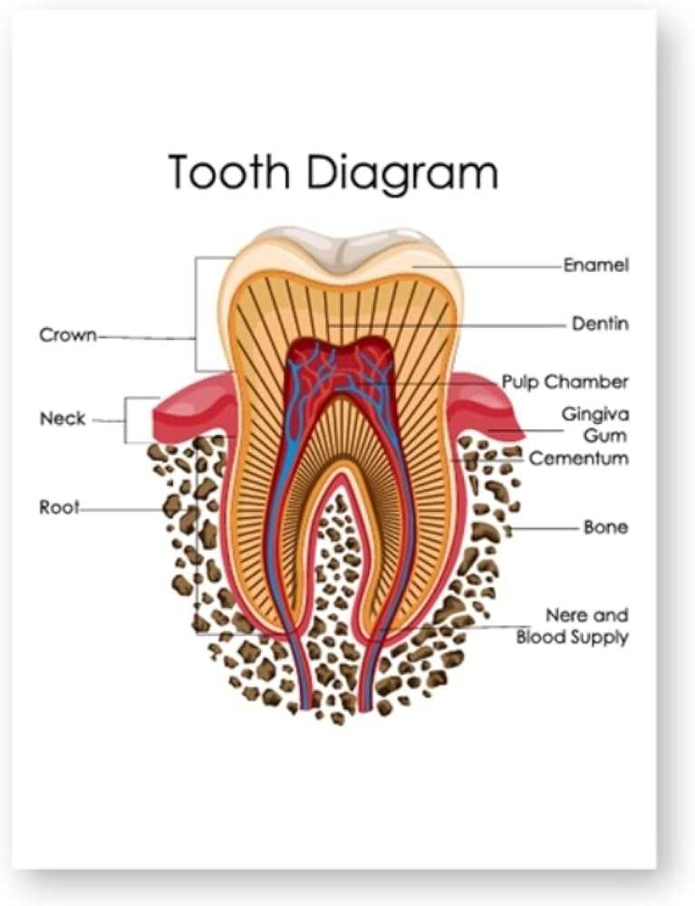 parts of teeth diagram