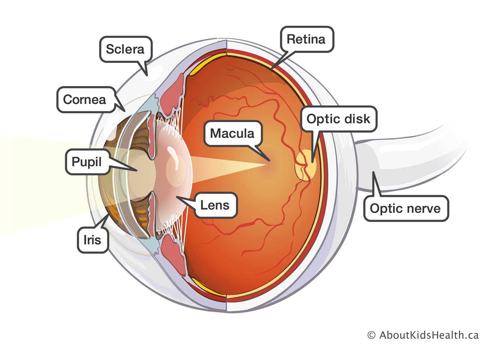 parts of human eye diagram