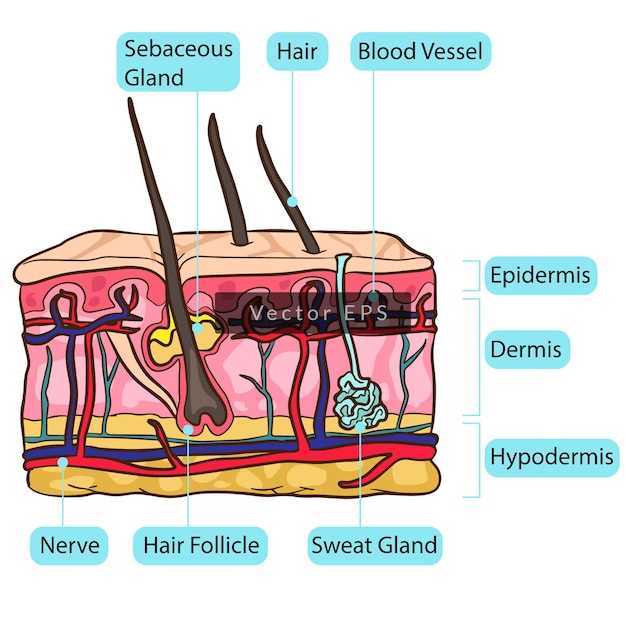 skin diagram with parts