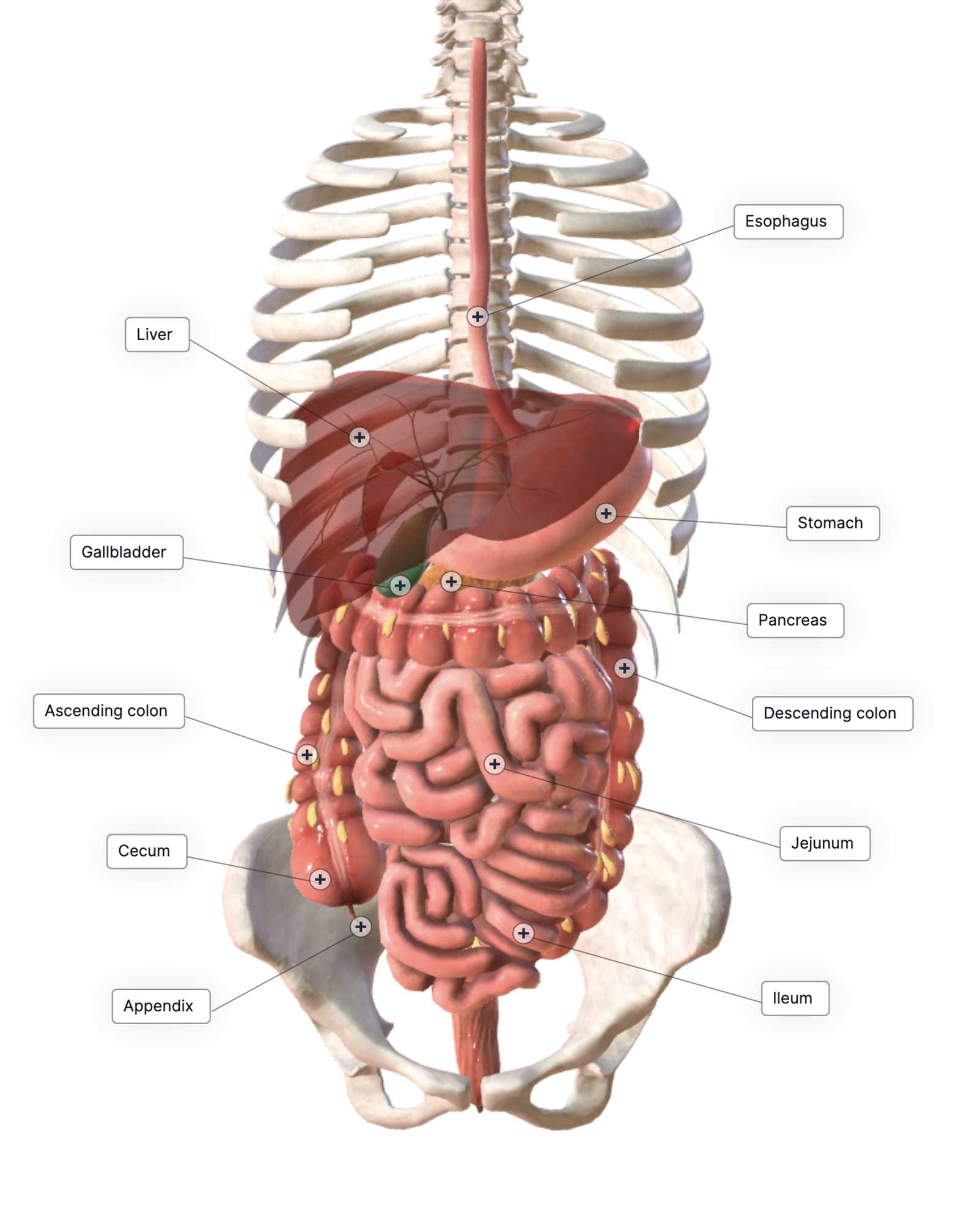 parts of your stomach diagram