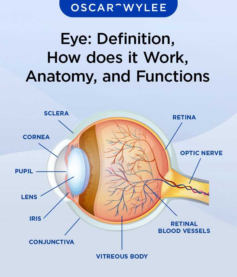 parts of eye with diagram