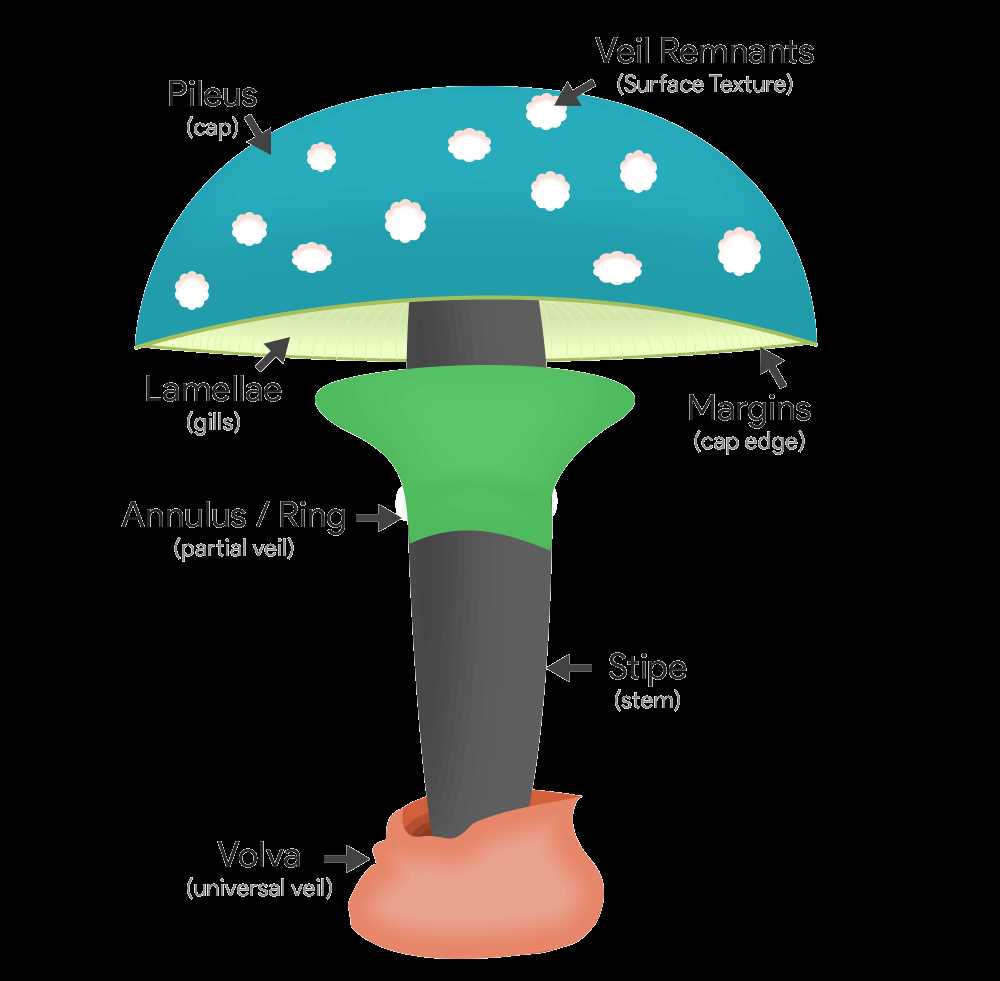 parts of mushroom diagram