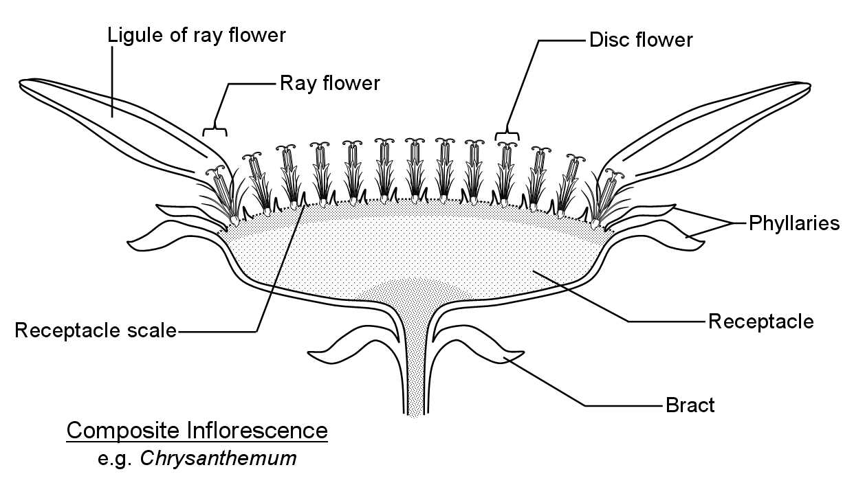 sunflower disc parts diagram