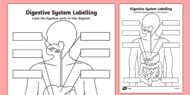 parts of the digestive system diagram