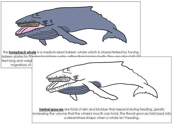 parts of a whale diagram