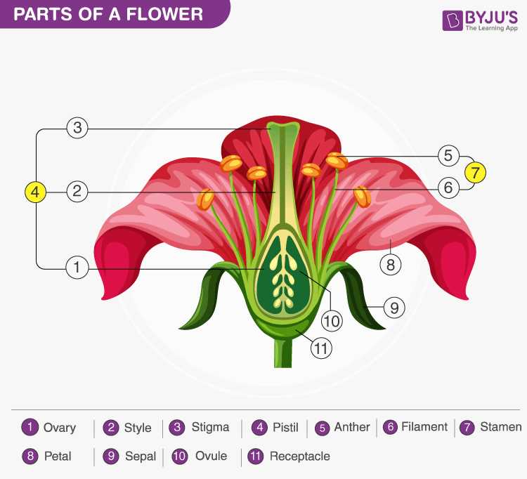 tulip parts diagram