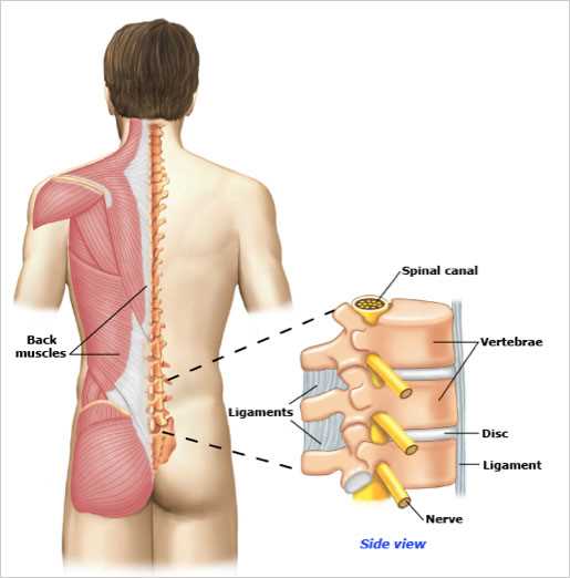 parts of your back diagram