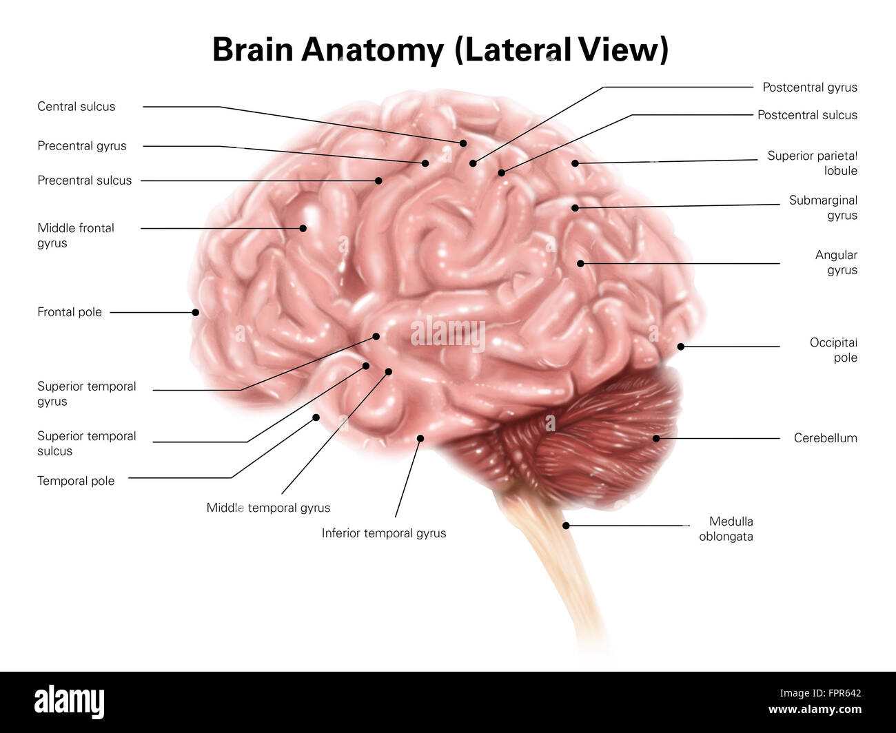 parts of human brain diagram