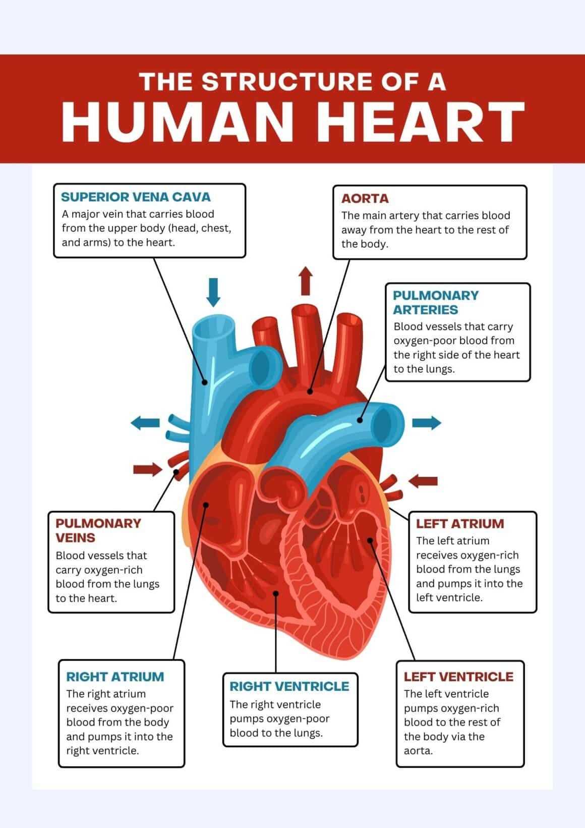 parts of human heart diagram