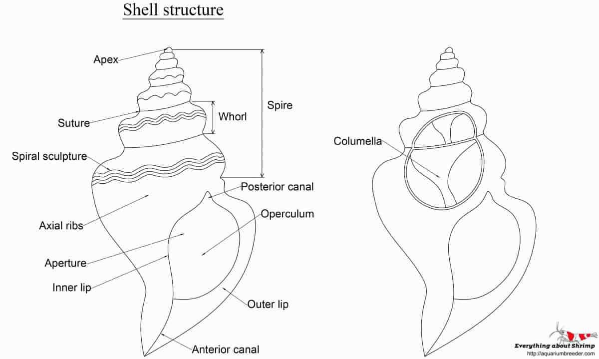 parts of a snail diagram