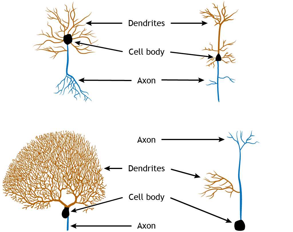 parts of neuron diagram