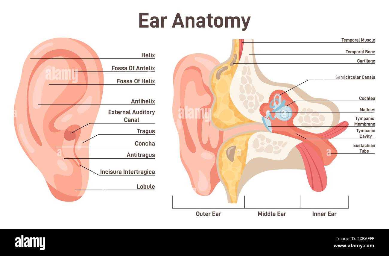 parts of the inner ear diagram