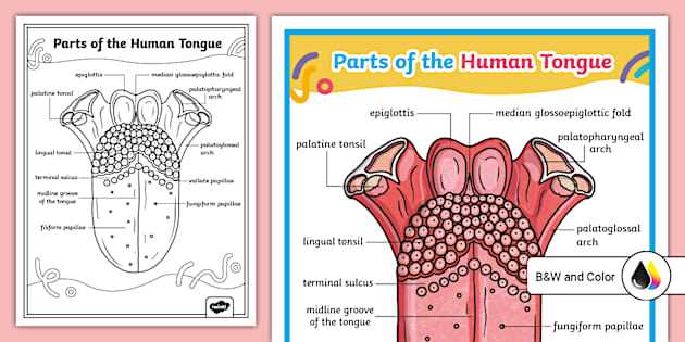 tongue taste parts diagram