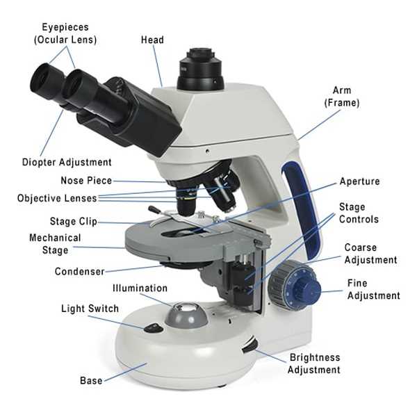 parts of the microscope diagram