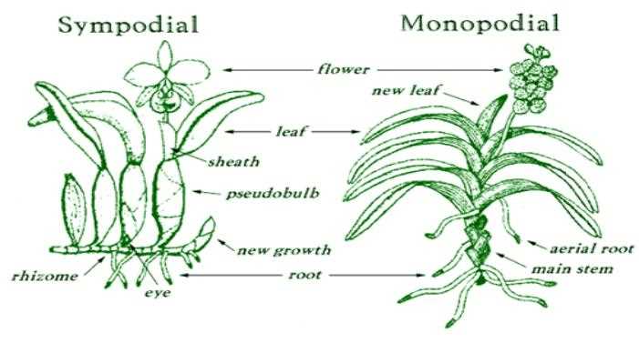 parts of an orchid diagram